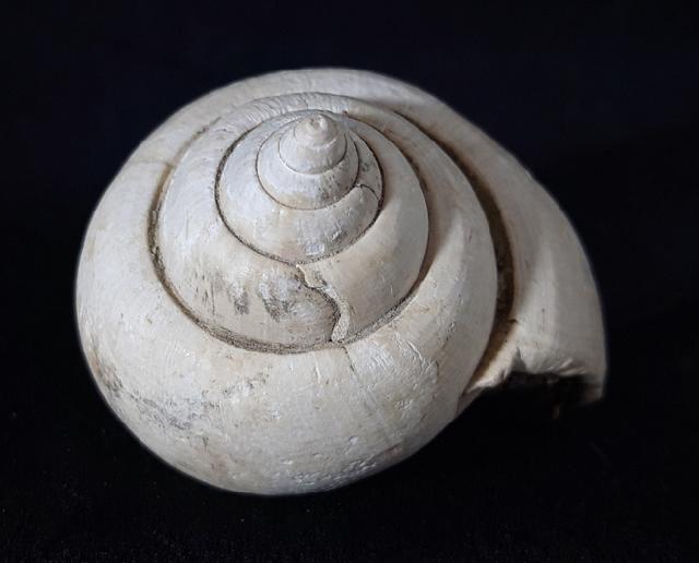 Crommium angustatum (GRATELOUP 1827) - Bild &copy; FossNet FossilienStore